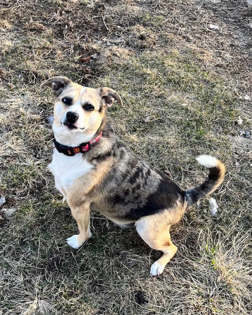 Indie, an adoptable Australian Shepherd, Australian Cattle Dog / Blue Heeler in Shorewood, IL, 60431 | Photo Image 6
