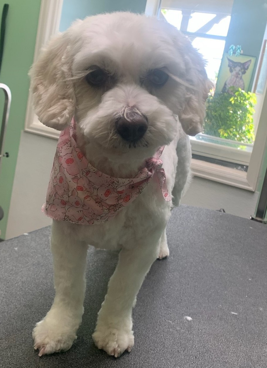 Lacey C 23081, an adoptable Cavalier King Charles Spaniel, Bichon Frise in Parker, CO, 80134 | Photo Image 1