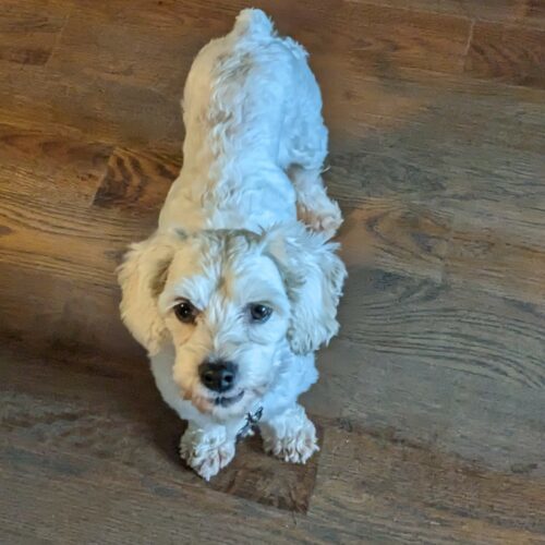 Lacey C 23081, an adoptable Cavalier King Charles Spaniel, Bichon Frise in Parker, CO, 80134 | Photo Image 2