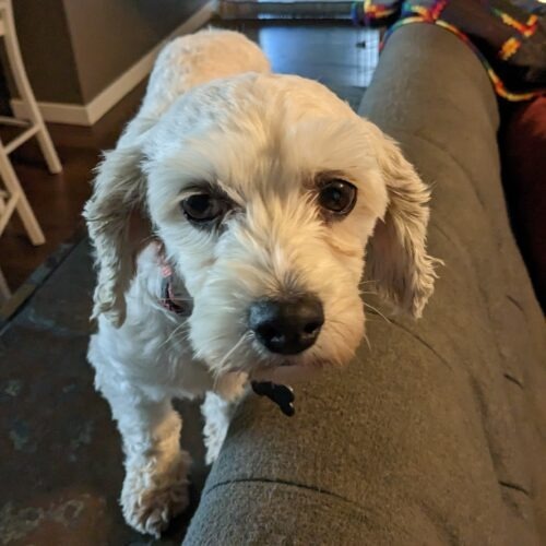 Lacey C 23081, an adoptable Cavalier King Charles Spaniel, Bichon Frise in Parker, CO, 80134 | Photo Image 3