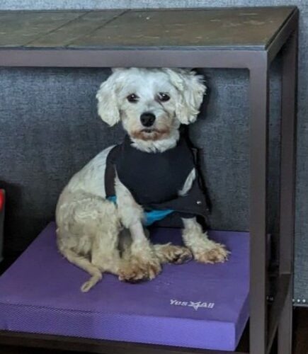 Lacey C 23081, an adoptable Cavalier King Charles Spaniel, Bichon Frise in Parker, CO, 80134 | Photo Image 4