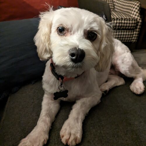 Lacey C 23081, an adoptable Cavalier King Charles Spaniel, Bichon Frise in Parker, CO, 80134 | Photo Image 5