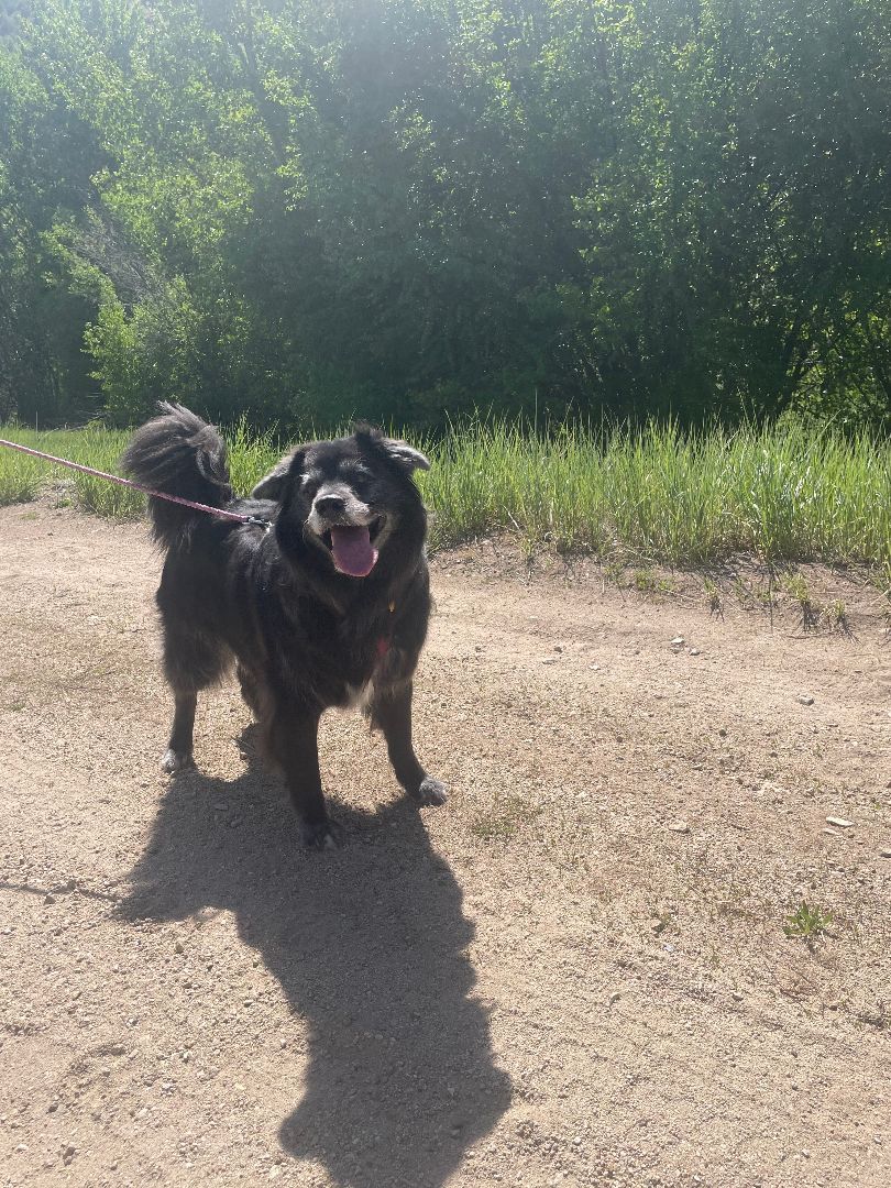 Kylo, an adoptable Border Collie, Newfoundland Dog in Boise, ID, 83706 | Photo Image 3