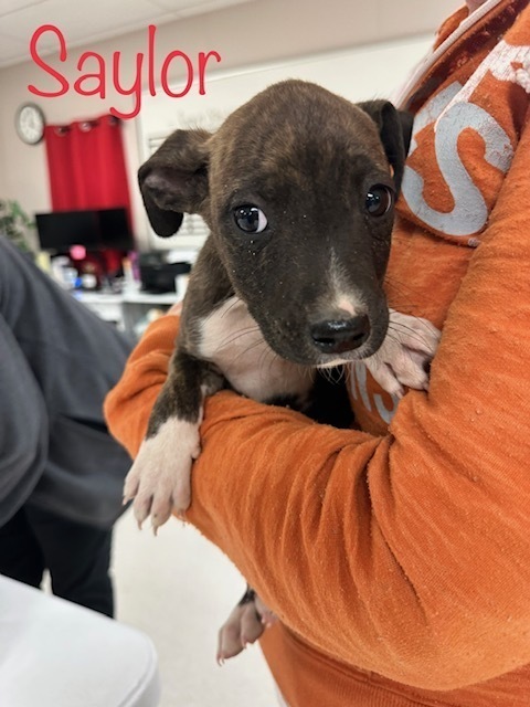 Morgan, an adoptable Pit Bull Terrier, Shepherd in San Angelo, TX, 76905 | Photo Image 1