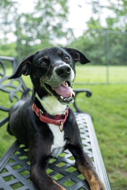 Wishbone, an adoptable Mixed Breed in Batavia, OH, 45103 | Photo Image 1