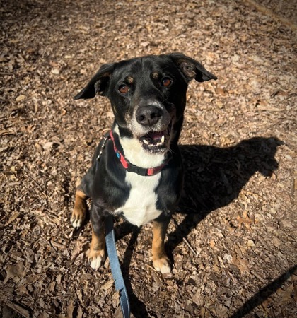 Wishbone, an adoptable Mixed Breed in Batavia, OH, 45103 | Photo Image 2