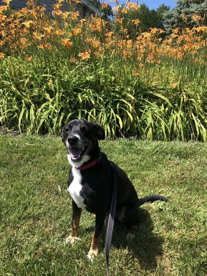 Wishbone, an adoptable Mixed Breed in Batavia, OH, 45103 | Photo Image 3