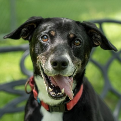 Wishbone, an adoptable Mixed Breed in Batavia, OH, 45103 | Photo Image 3