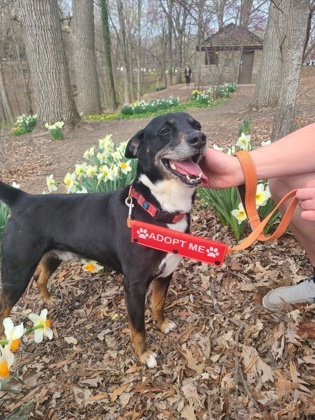 Wishbone, an adoptable Mixed Breed in Batavia, OH, 45103 | Photo Image 3