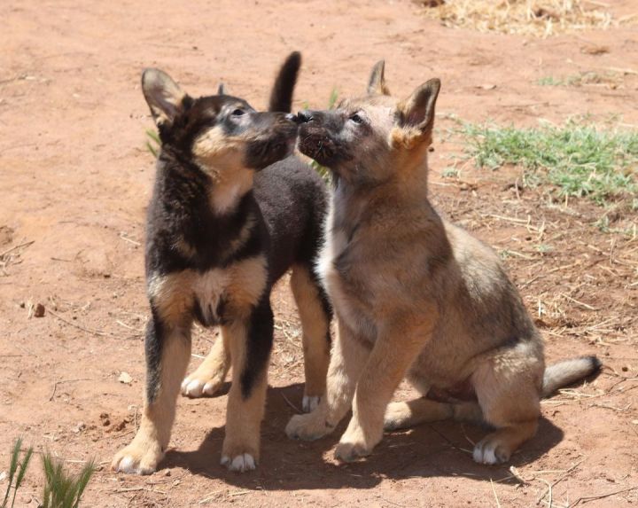 Delta, an adoptable German Shepherd Dog Mix in San Diego, CA_image-2