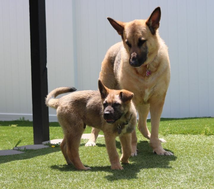 Delta, an adoptable German Shepherd Dog Mix in San Diego, CA_image-4