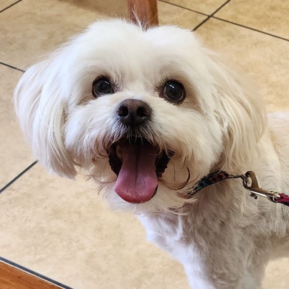 Buddy, an adopted Maltese Mix in Clovis, CA_image-1