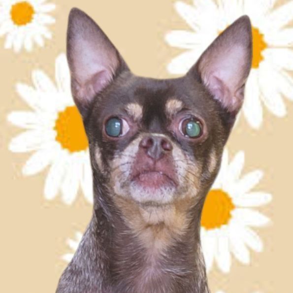 Sissy , an adoptable Chihuahua & Miniature Pinscher Mix in Clovis, CA_image-1