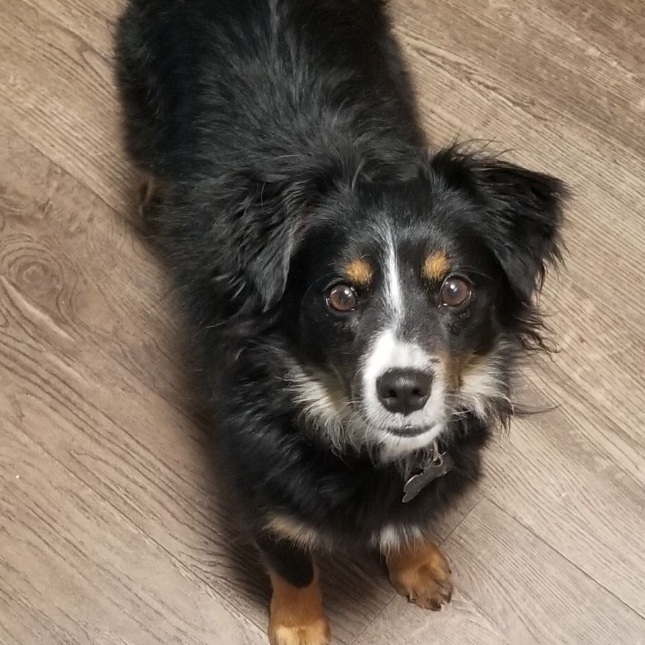 Petfinder mini 2025 australian shepherd