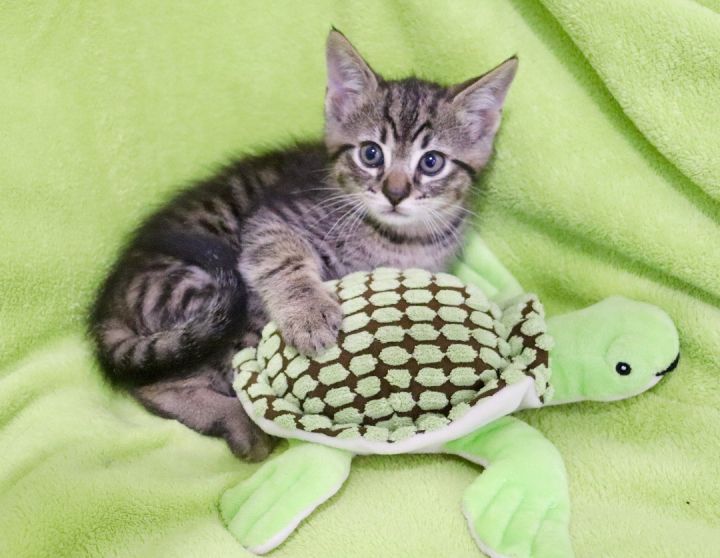 Scottie, an adopted Tabby Mix in Saint Augustine, FL_image-2