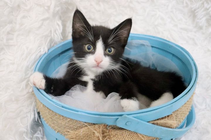 Whiskey, an adopted Tuxedo & American Shorthair Mix in Saint Augustine, FL_image-2