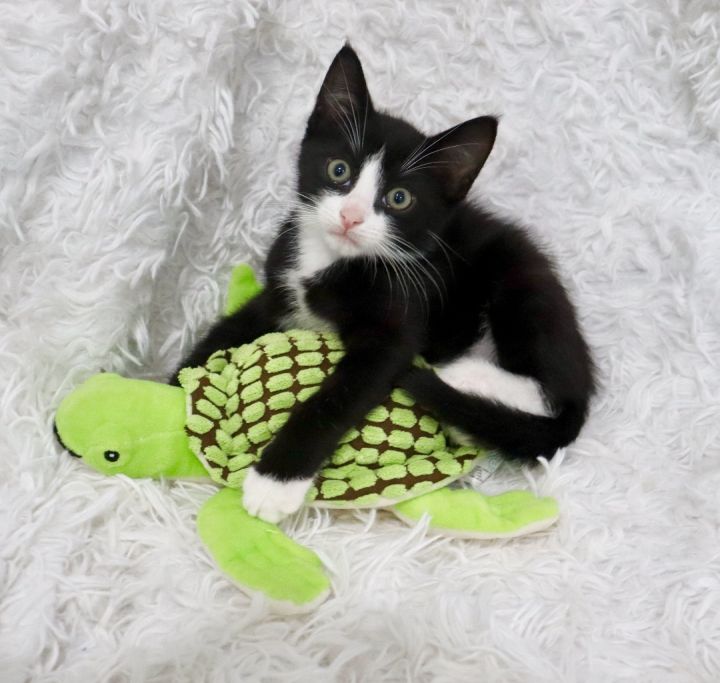 Whiskey, an adopted Tuxedo & American Shorthair Mix in Saint Augustine, FL_image-1