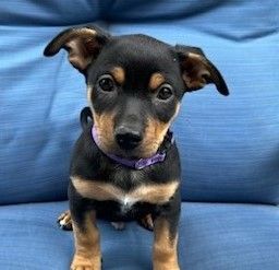 O'Shaughnessy, an adopted Rottweiler & Australian Cattle Dog / Blue Heeler Mix in Carlsbad, CA_image-2