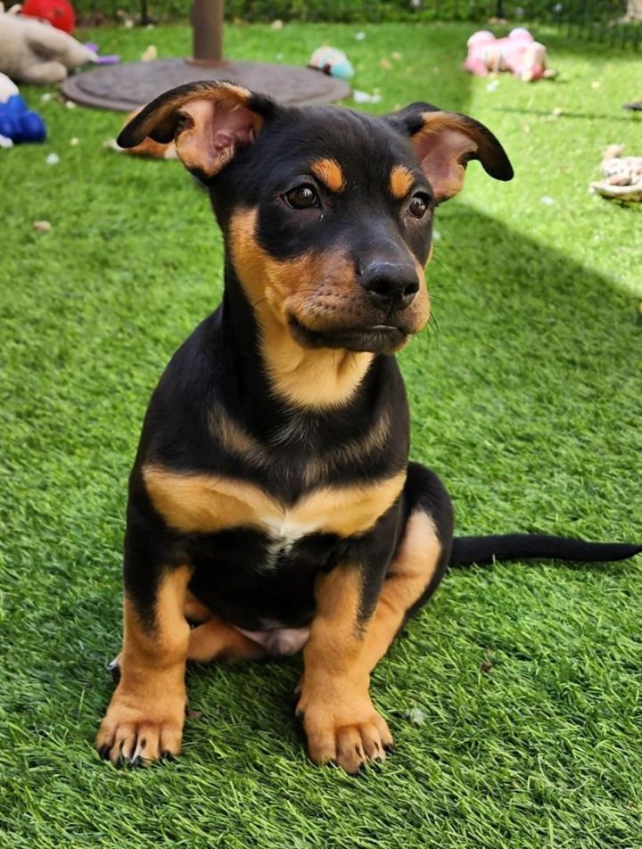 O'Shaughnessy, an adopted Rottweiler & Australian Cattle Dog / Blue Heeler Mix in Carlsbad, CA_image-3