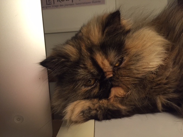 Jazzy Rose, an adopted Persian in Beverly Hills, CA_image-3