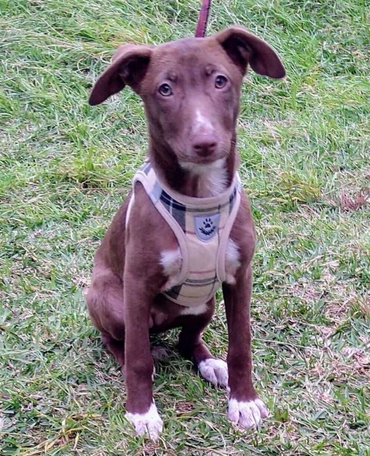 Dulce, an adopted Hound & Terrier Mix in San Diego, CA_image-1
