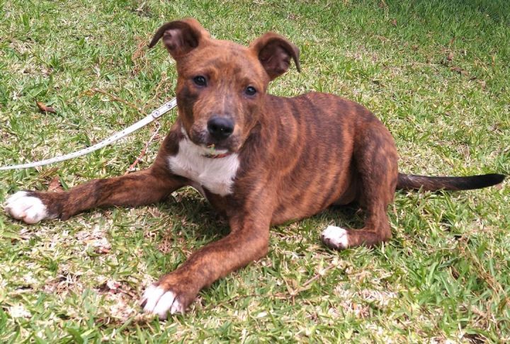 Jimena, an adopted American Staffordshire Terrier & Hound Mix in San Diego, CA_image-1