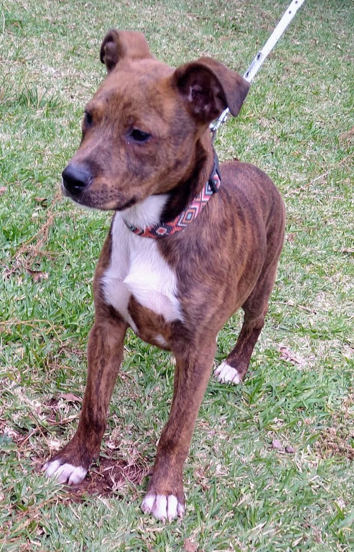 Jimena, an adopted American Staffordshire Terrier & Hound Mix in San Diego, CA_image-4