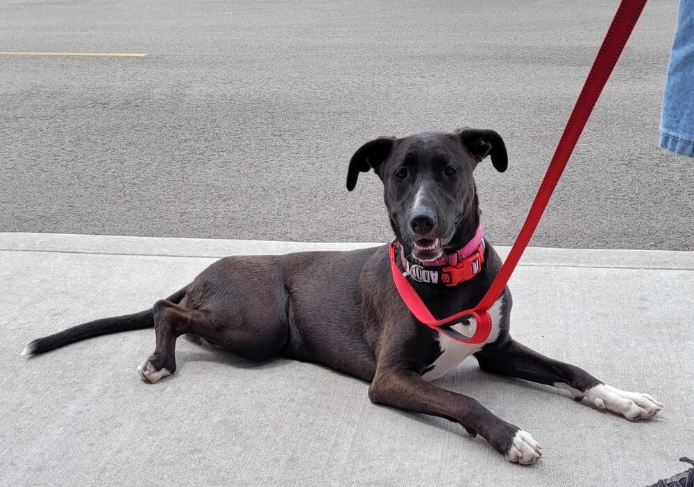 Gina the Tripawd, an adoptable Shepherd, Mixed Breed in Peoria, IL, 61604 | Photo Image 1