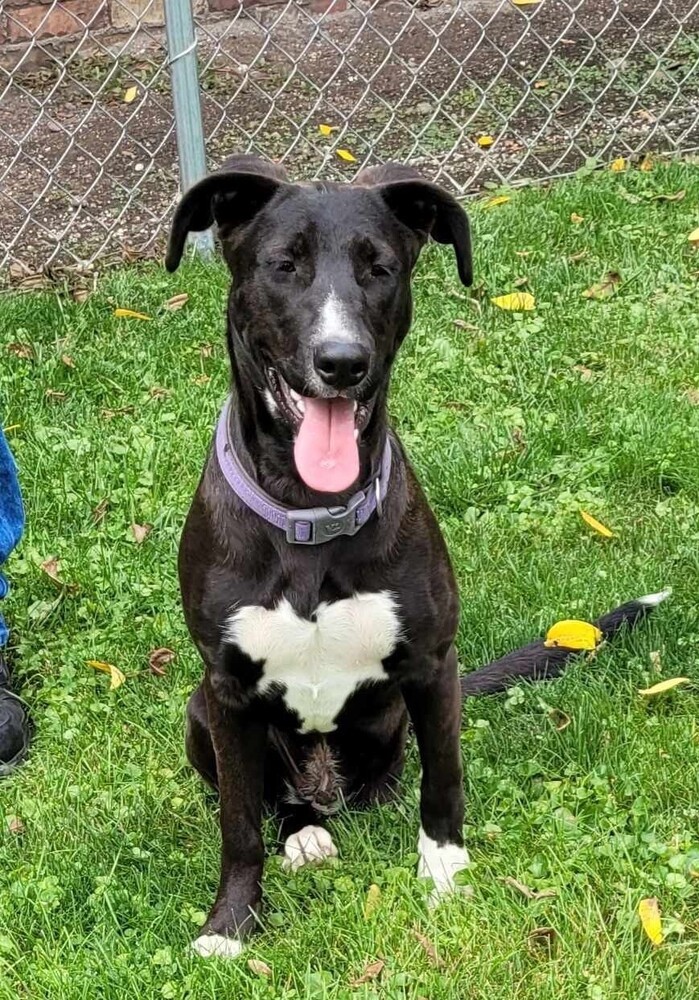 Gina the Tripawd, an adoptable Shepherd, Mixed Breed in Peoria, IL, 61604 | Photo Image 2