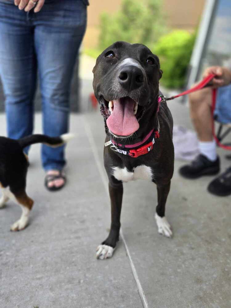 Gina the Tripawd, an adoptable Shepherd, Mixed Breed in Peoria, IL, 61604 | Photo Image 6