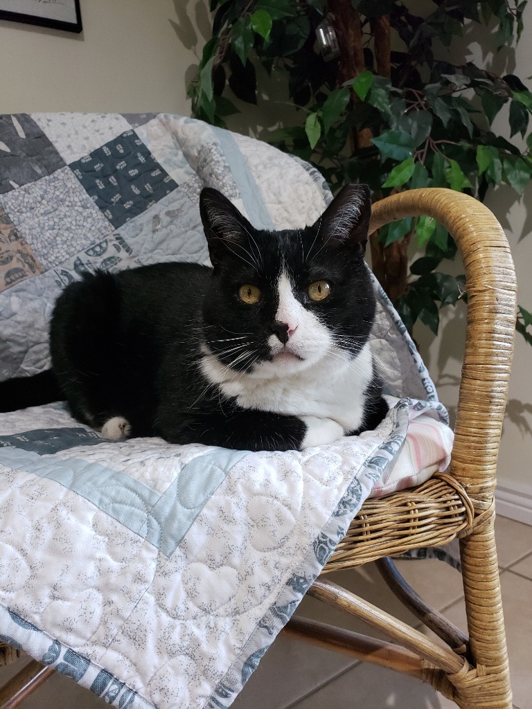 Clawed, an adoptable Domestic Short Hair in Salt Lake City, UT, 84117 | Photo Image 1