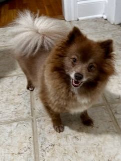 Pansie--SHARES TOYS!, an adoptable Pomeranian in Franklin, TN, 37064 | Photo Image 4