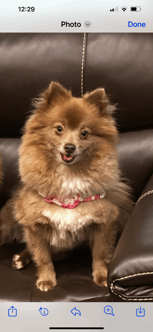 Pansie--SHARES TOYS!, an adoptable Pomeranian in Franklin, TN, 37064 | Photo Image 6