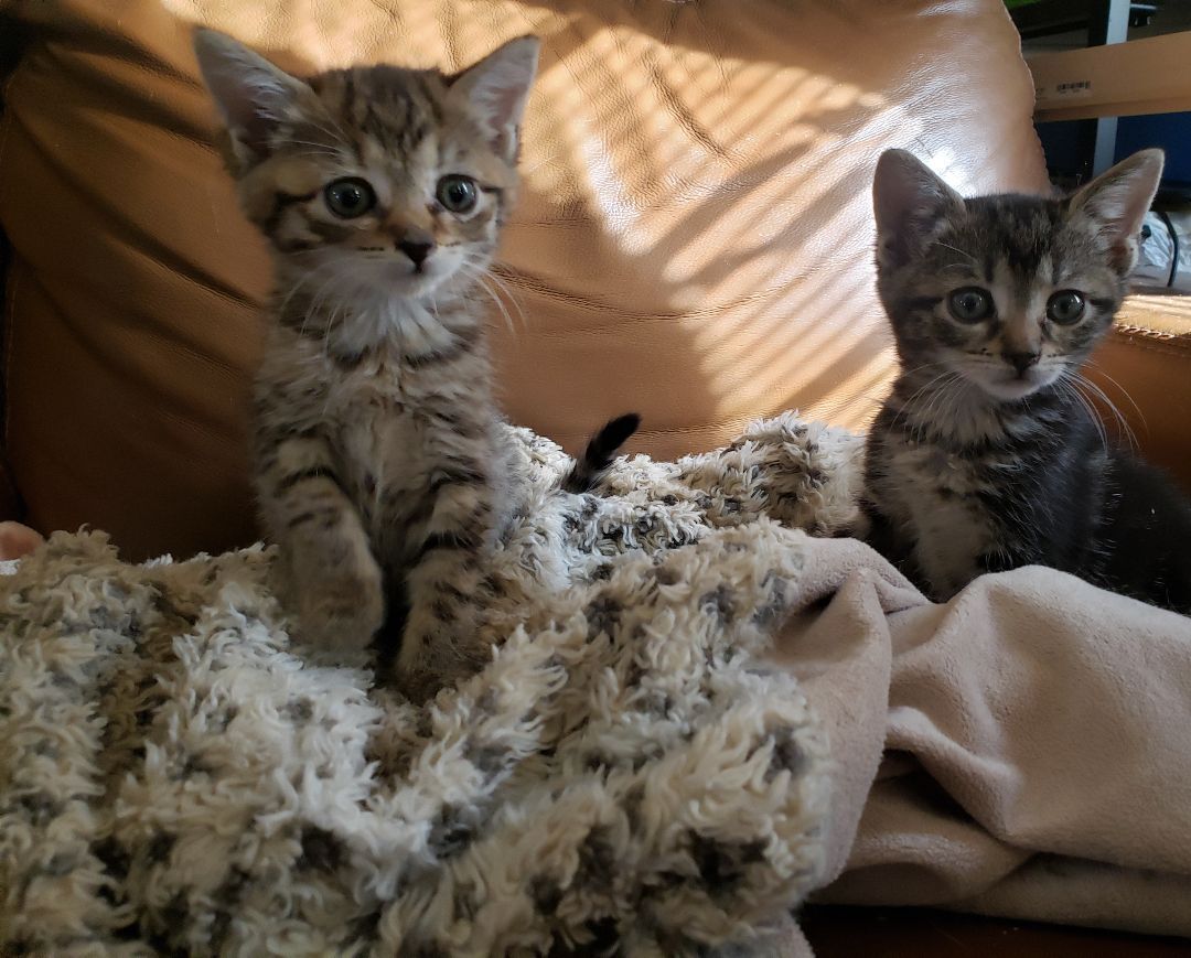 Cat for adoption Molly, a Tabby in Staten Island, NY Petfinder