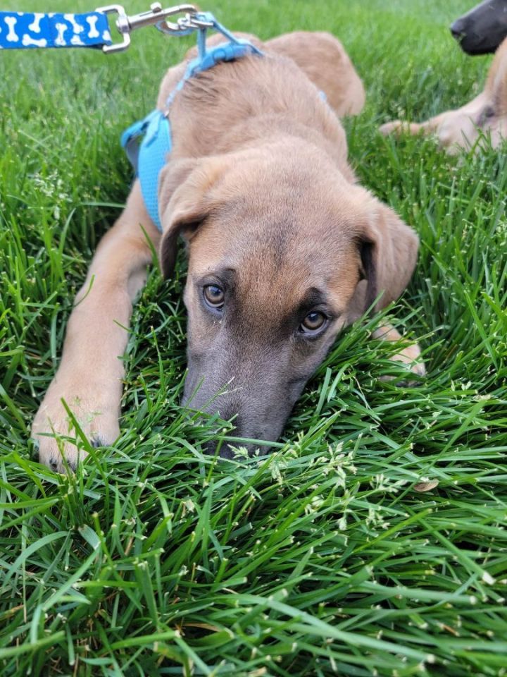 Zach, an adopted Belgian Shepherd / Malinois & Black Mouth Cur Mix in Omaha, NE_image-3