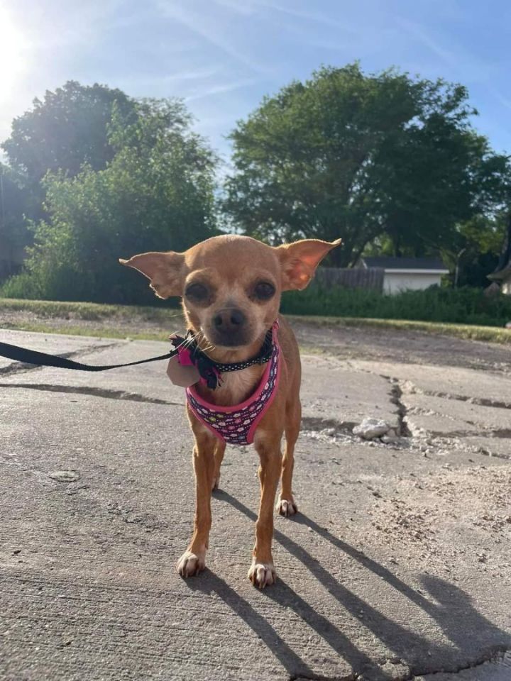 Tiki, an adopted Chihuahua in Omaha, NE_image-2