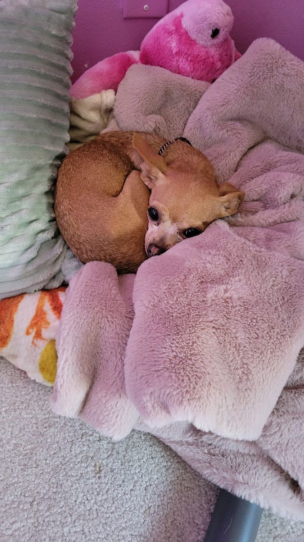 Tiki, an adopted Chihuahua in Omaha, NE_image-4