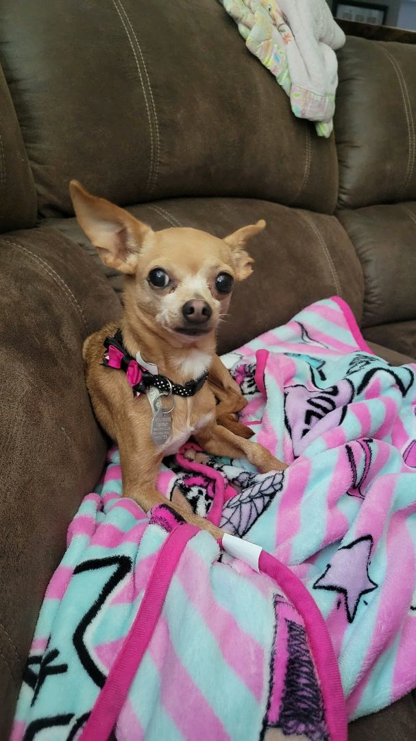 Tiki, an adopted Chihuahua in Omaha, NE_image-5