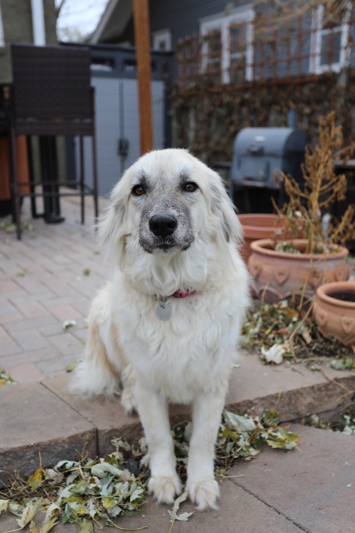Marilyn , an adoptable Great Pyrenees Mix in Omaha, NE_image-3