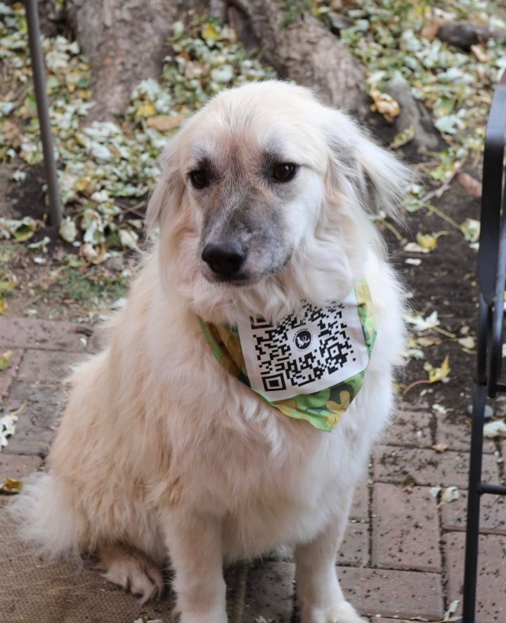 Marilyn , an adoptable Great Pyrenees Mix in Omaha, NE_image-1