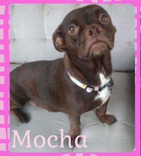 Mocha 2