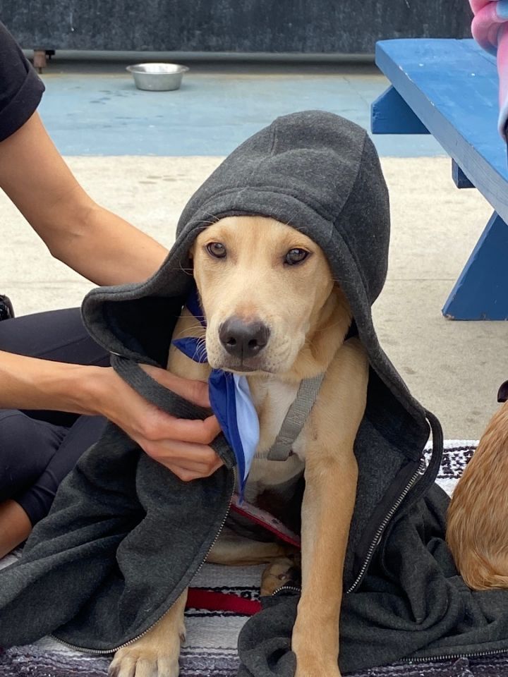 Carme, an adopted Labrador Retriever in San Diego, CA_image-3