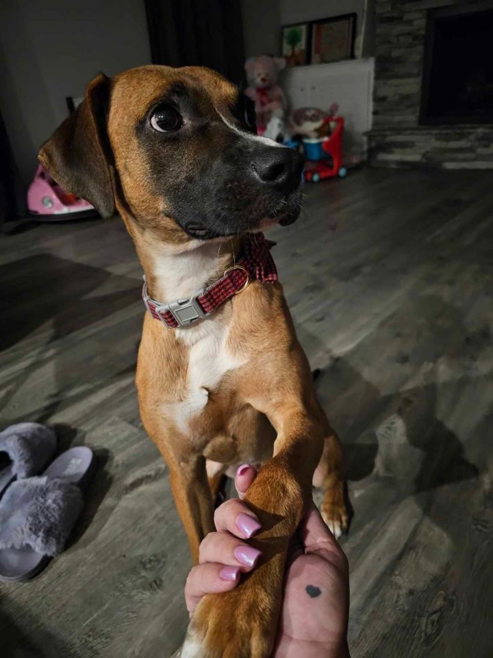 Dog for adoption Roscoe, a Hound Mix in Raeford, NC Petfinder