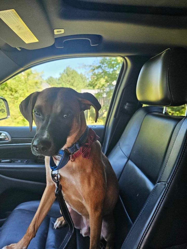 Dog for adoption Roscoe, a Hound Mix in Raeford, NC Petfinder