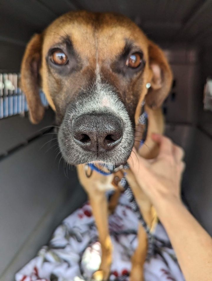 Dog for adoption Roscoe, a Hound Mix in Raeford, NC Petfinder