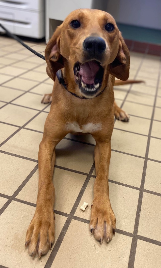Red, an adoptable Coonhound in White Cloud, MI, 49349 | Photo Image 2