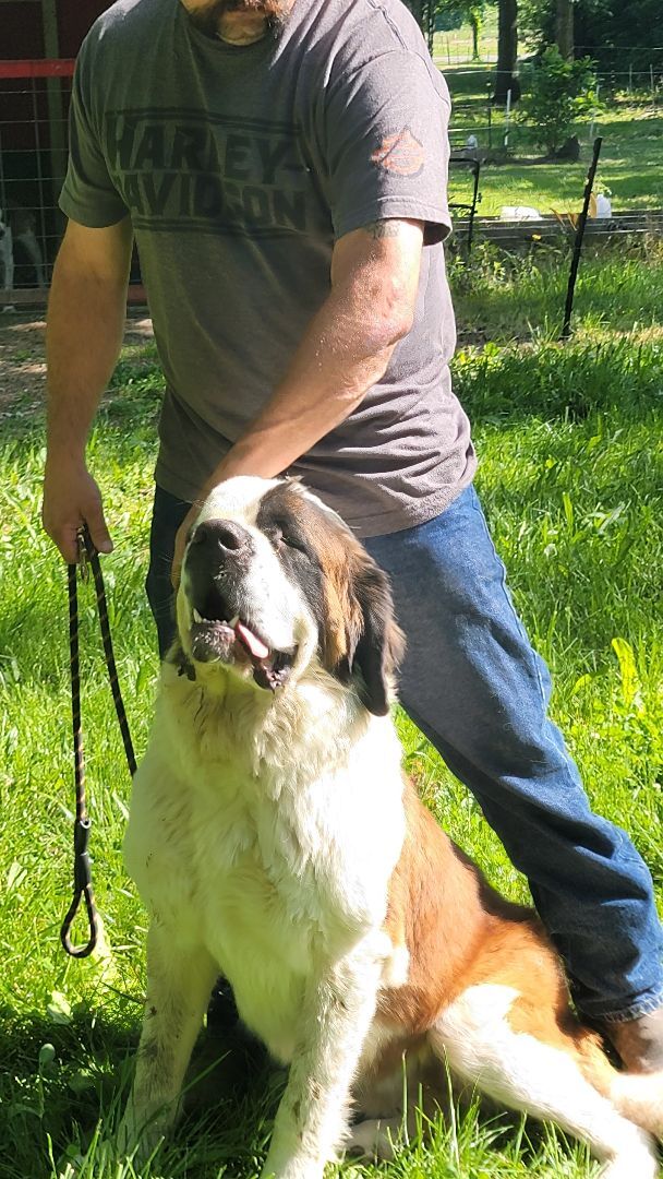 Saint bernard big outlet size