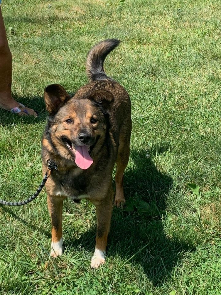 Dog for adoption - Cedar, a Norwegian Elkhound & Shetland Sheepdog ...