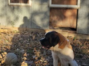 Petfinder saint hot sale bernard