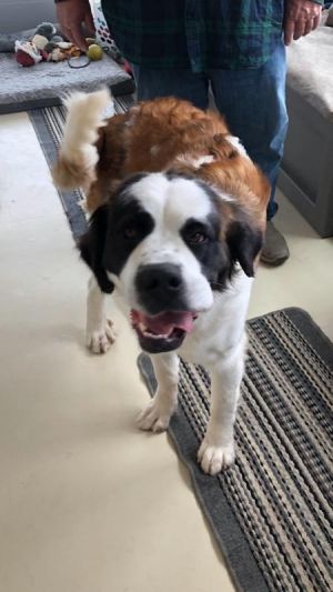 Petfinder hot sale saint bernard